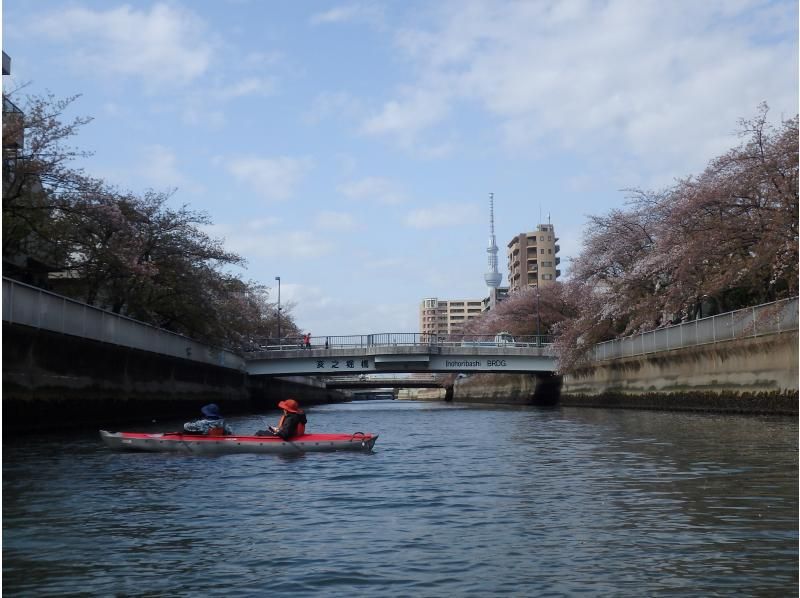 [东京/江户川]仅限樱花观赏季节♪那些可以紧紧划船的人！对于那些想要划船的人！东京运河长独木舟之旅<适合有经验的人>の紹介画像