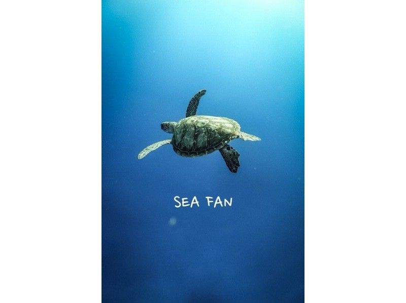 沖縄・1組貸切り　宮古ブルーウミガメシュノーケルツアー！1００％高確率遭遇スポットをご案内・体験動画・お写真付きの紹介画像