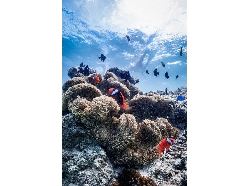 沖縄・1組貸切り　宮古ブルーウミガメシュノーケルツアー！1００％高確率遭遇スポットをご案内・体験動画・お写真付きの紹介画像