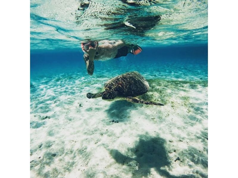 沖縄・1組貸切り　宮古ブルーウミガメシュノーケルツアー！1００％高確率遭遇スポットをご案内・体験動画・お写真付きの紹介画像