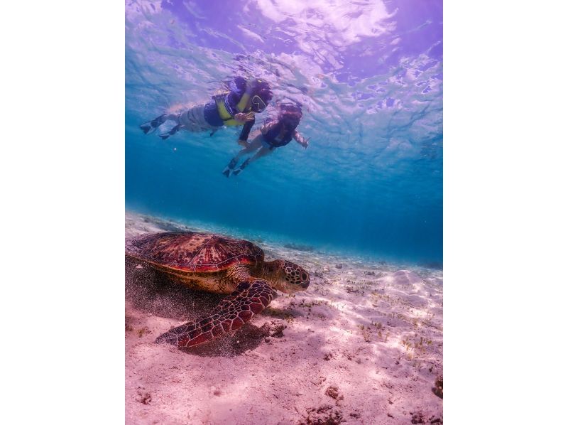 沖縄・1組貸切り　宮古ブルーウミガメシュノーケルツアー！1００％高確率遭遇スポットをご案内・体験動画・お写真付きの紹介画像