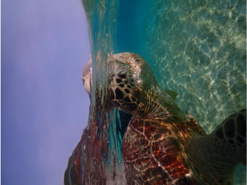 沖縄・1組貸切り　宮古ブルーウミガメシュノーケルツアー！1００％高確率遭遇スポットをご案内・体験動画・お写真付きの紹介画像