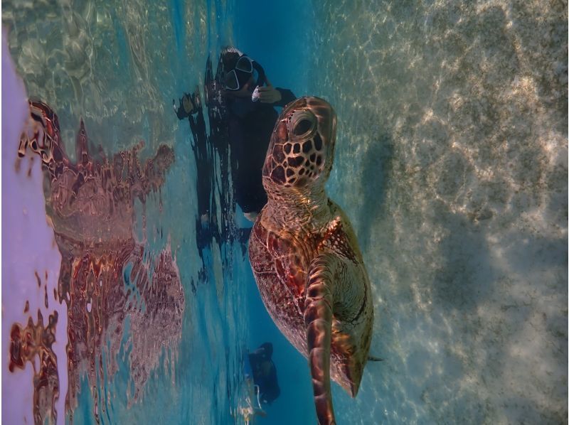 沖縄・1組貸切り　宮古ブルーウミガメシュノーケルツアー！1００％高確率遭遇スポットをご案内・体験動画・お写真付きの紹介画像