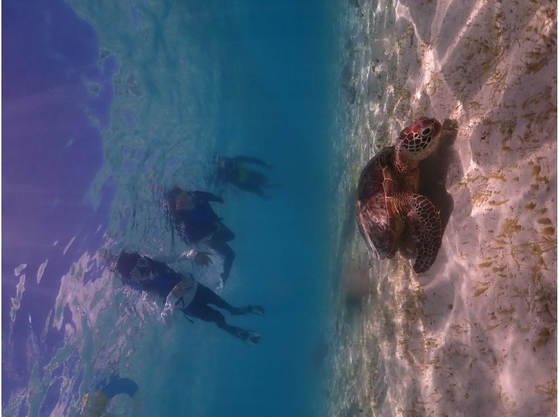 沖縄・1組貸切り　宮古ブルーウミガメシュノーケルツアー！1００％高確率遭遇スポットをご案内・体験動画・お写真付きの紹介画像