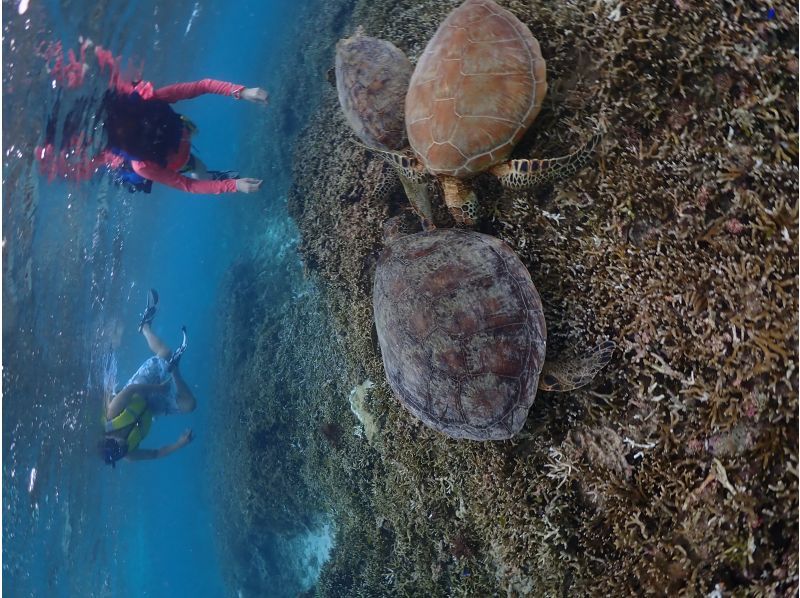 沖縄・1組貸切り　宮古ブルーウミガメシュノーケルツアー！1００％高確率遭遇スポットをご案内・体験動画・お写真付きの紹介画像