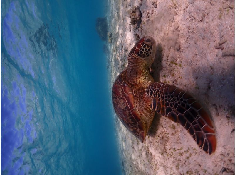 沖縄・1組貸切り　宮古ブルーウミガメシュノーケルツアー！1００％高確率遭遇スポットをご案内・体験動画・お写真付きの紹介画像