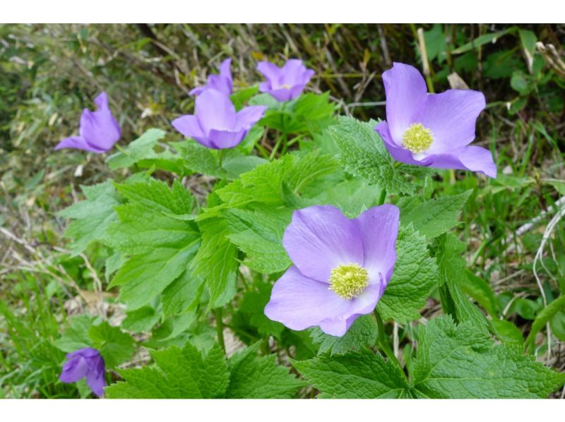 [Nagano / Shinetsu area] Spring special flower tour hiking tour with a mountaineering guideの紹介画像