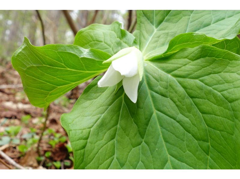 [Nagano / Shinetsu area] Spring special flower tour hiking tour with a mountaineering guideの紹介画像