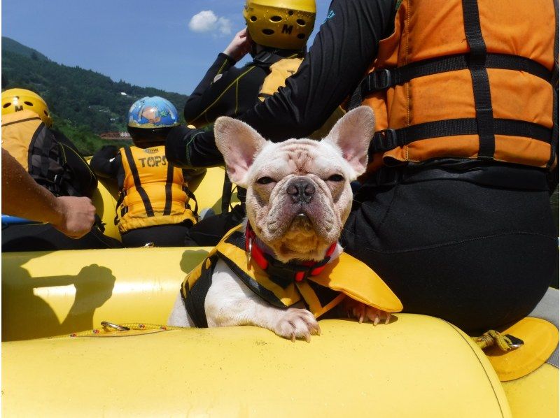 [Shikoku Yoshino River] Your beloved dog is also a member of the family! Rafting experience together Kochi Family Course Free photo gift!の紹介画像