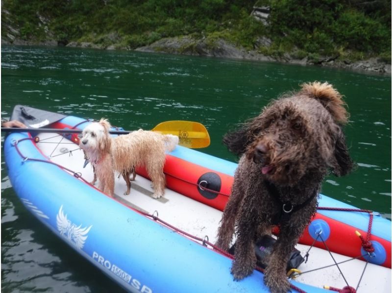 [Shikoku Yoshino River] Your beloved dog is also a member of the family! Rafting experience together Kochi Family Course Free photo gift!の紹介画像