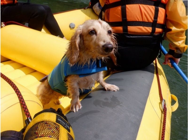 [Shikoku Yoshino River] Your beloved dog is also a member of the family! Rafting experience together Kochi Family Course Free photo gift!の紹介画像