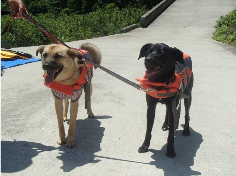 [Shikoku Yoshino River] Your beloved dog is also a member of the family! Rafting experience together Kochi Family Course Free photo gift!の紹介画像