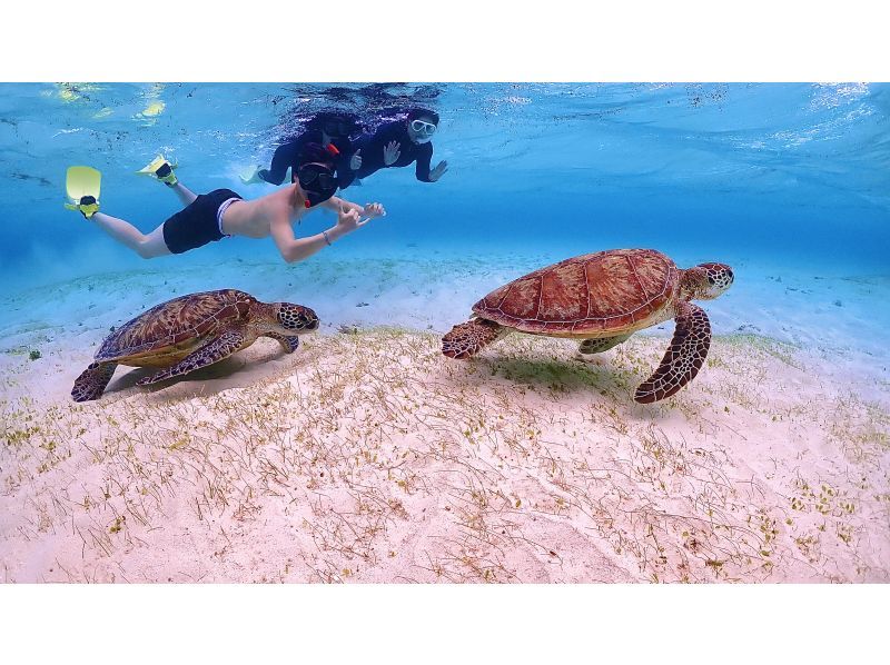 【遭遇率99％！初心者歓迎】不安ゼロで楽しめる！感動ウミガメシュノーケル！写真データは全て無料プレゼント！！の紹介画像