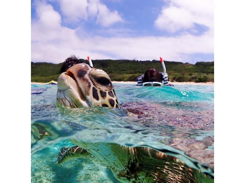 【遭遇率99％！初心者歓迎】不安ゼロで楽しめる！感動ウミガメシュノーケル！写真データは全て無料プレゼント！！の紹介画像