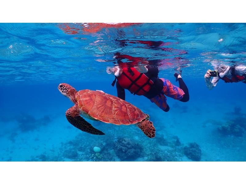 【遭遇率99％！初心者歓迎】不安ゼロで楽しめる！感動ウミガメシュノーケル！写真データは全て無料プレゼント！！の紹介画像
