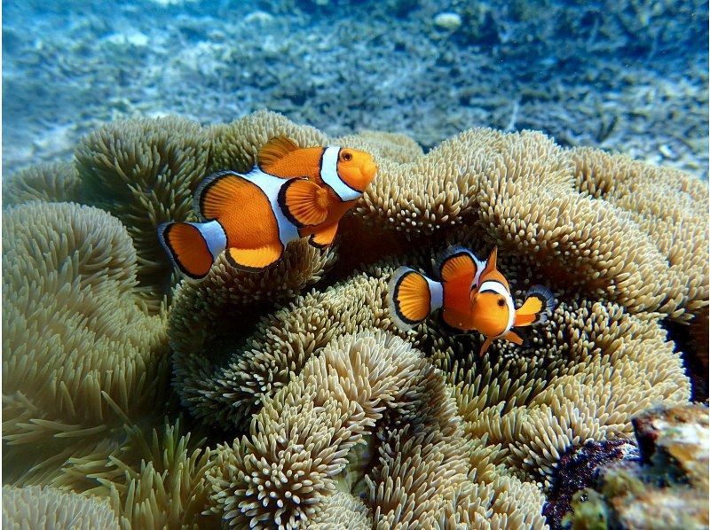 【宮古島/水中撮影付プラン】ウミガメに出会える感動体験を！ウミガメと一緒に記念撮影！！写真データは全て無料プレゼント！！の紹介画像