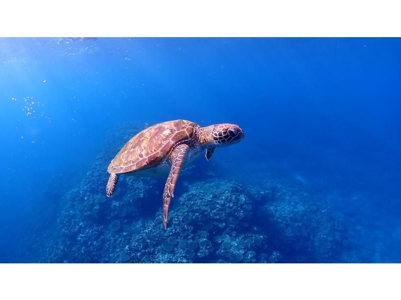 【宮古島/水中撮影付プラン】ウミガメに出会える感動体験を！ウミガメと一緒に記念撮影！！写真データは全て無料プレゼント！！の紹介画像