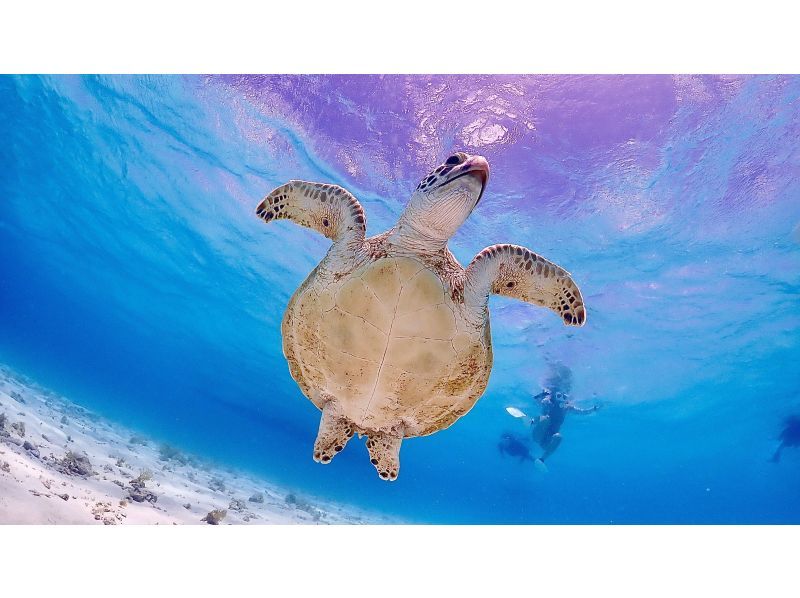 【遭遇率99％！初心者歓迎】不安ゼロで楽しめる！感動ウミガメシュノーケル！写真データは全て無料プレゼント！！の紹介画像