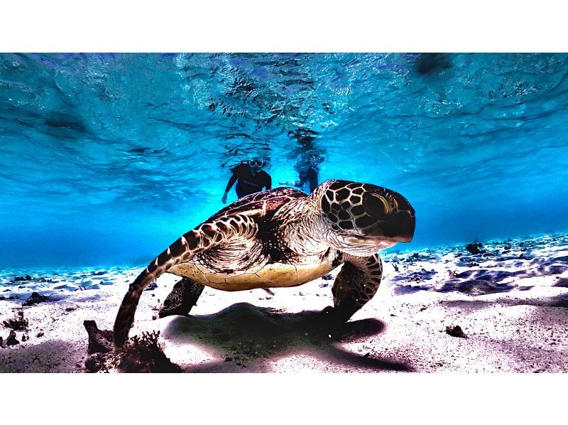 【遭遇率99％！初心者歓迎】不安ゼロで楽しめる！感動ウミガメシュノーケル！写真データは全て無料プレゼント！！の紹介画像