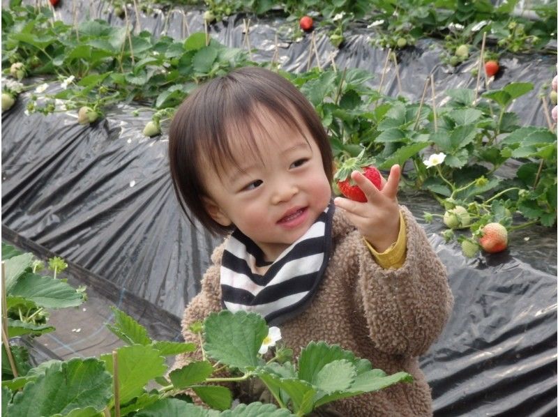 [Kumamoto / Minamiaso] April-60 minutes of strawberries in nature, all-you-can-eatの紹介画像