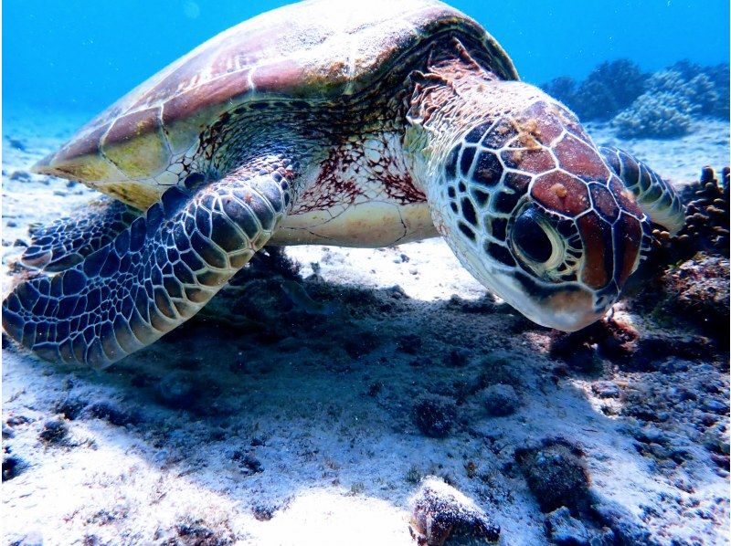 【沖縄・宮古島】大人気ウミガメがこんな近くで!？嬉しい送迎付きで写真データプレゼント♪ウミガメ満喫ツアー♪の紹介画像