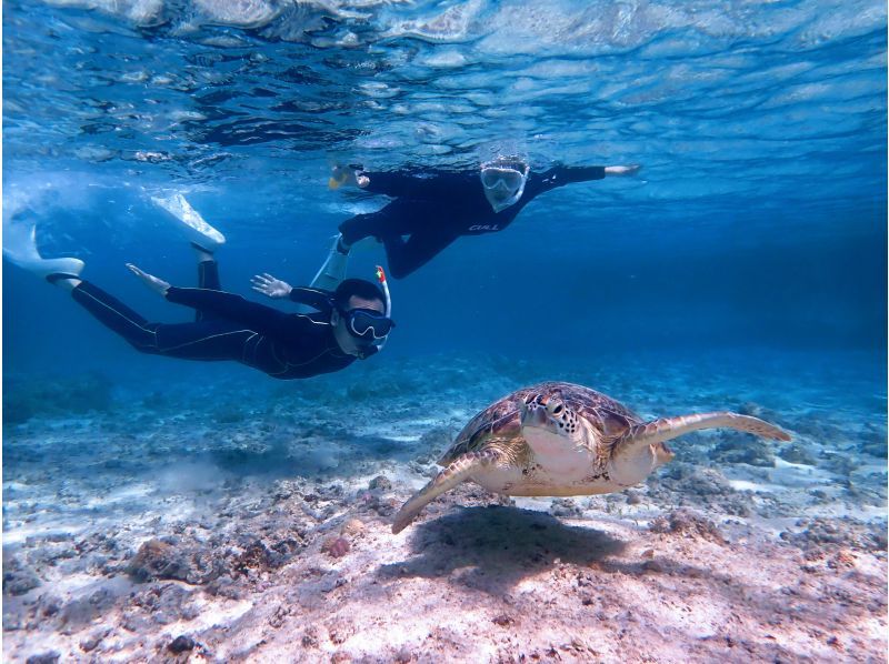 【沖縄・宮古島】大人気ウミガメがこんな近くで!？嬉しい送迎付きで写真データプレゼント♪ウミガメ満喫ツアー♪の紹介画像