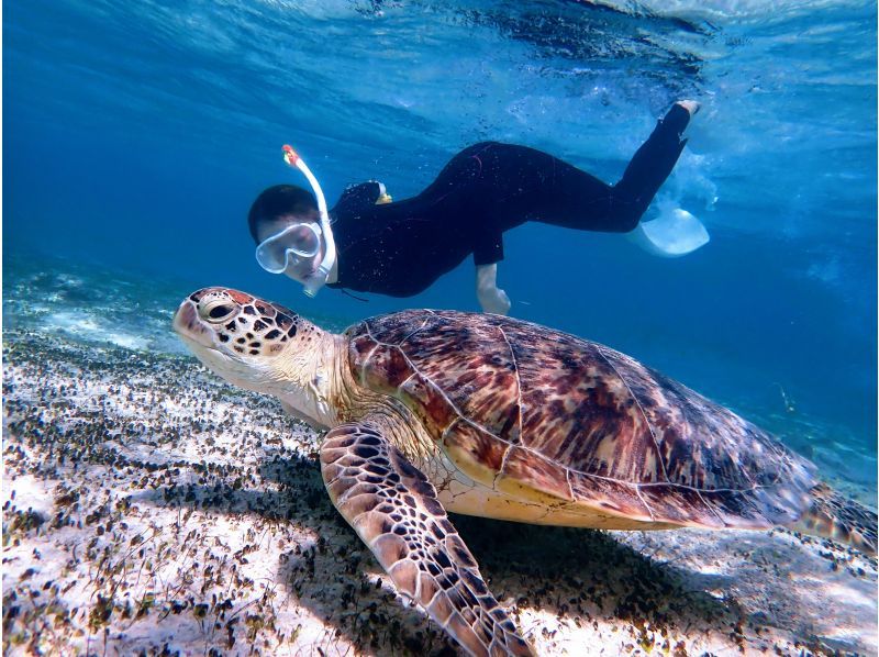 【沖縄・宮古島】大人気ウミガメがこんな近くで!？嬉しい送迎付きで写真データプレゼント♪ウミガメ満喫ツアー♪の紹介画像