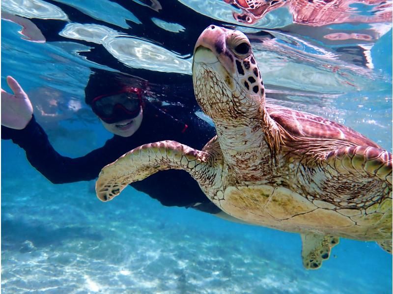 [Okinawa / Miyakojima] The popular sea turtle is so close !? Photo data present with nice pick-up ♪ Sea turtle enjoyment tour ♪の紹介画像