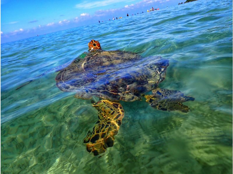 【沖縄・宮古島】大人気ウミガメがこんな近くで!？嬉しい送迎付きで写真データプレゼント♪ウミガメ満喫ツアー♪の紹介画像