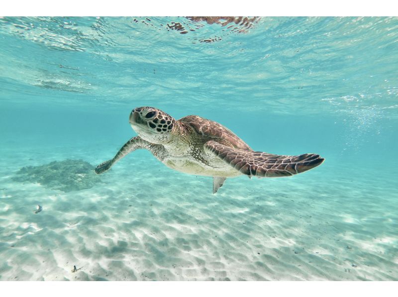 Miyakojima《100% Encounter Rate Continuing》[Sea Turtle & Clownfish Snorkel] No additional fees★Full money back guarantee★1 year old and up! Free rental and photos!の紹介画像