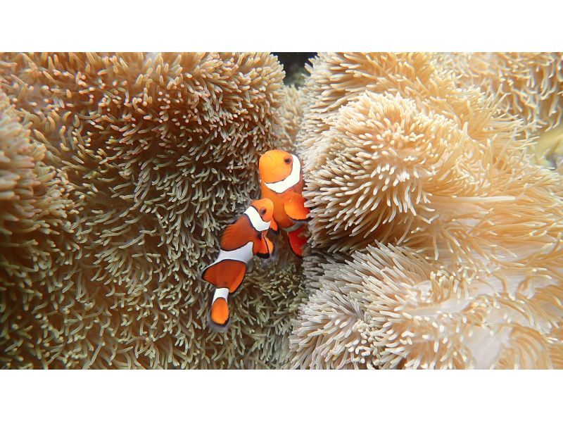 มิยาโกะจิมะ "อัตราการพบเจอ 100% ยังคงอยู่" [ดำน้ำตื้นชมเต่าทะเลและปลาการ์ตูน] ไม่มีค่าใช้จ่ายเพิ่มเติม ★ รับประกันคืนเงินเต็มจำนวน ★ เหมาะสำหรับเด็กอายุ 1 ปีขึ้นไป! เช่าอุปกรณ์และถ่ายรูปฟรีไม่จำกัด! มาได้เลยโดยไม่ต้องเตรียมอะไรมาの紹介画像