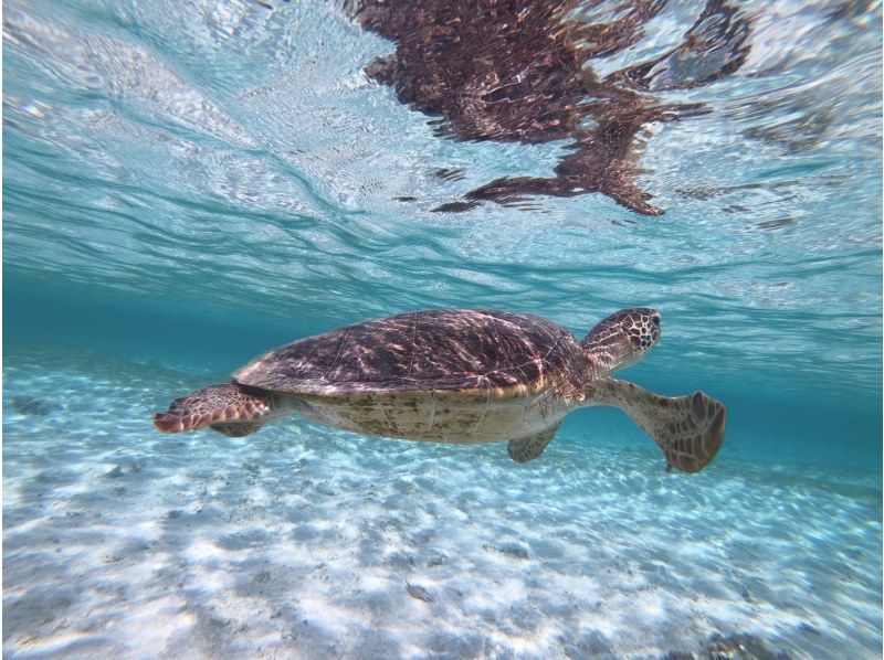 มิยาโกะจิมะ "อัตราการพบเจอ 100% ยังคงอยู่" [ดำน้ำตื้นชมเต่าทะเลและปลาการ์ตูน] ไม่มีค่าใช้จ่ายเพิ่มเติม ★ รับประกันคืนเงินเต็มจำนวน ★ เหมาะสำหรับเด็กอายุ 1 ปีขึ้นไป! เช่าอุปกรณ์และถ่ายรูปฟรีไม่จำกัด! มาได้เลยโดยไม่ต้องเตรียมอะไรมาの紹介画像