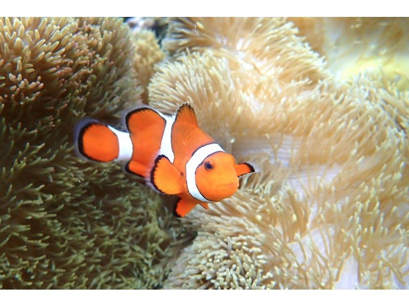 มิยาโกะจิมะ "อัตราการพบเจอ 100% ยังคงอยู่" [ดำน้ำตื้นชมเต่าทะเลและปลาการ์ตูน] ไม่มีค่าใช้จ่ายเพิ่มเติม ★ รับประกันคืนเงินเต็มจำนวน ★ เหมาะสำหรับเด็กอายุ 1 ปีขึ้นไป! เช่าอุปกรณ์และถ่ายรูปฟรีไม่จำกัด! มาได้เลยโดยไม่ต้องเตรียมอะไรมาの紹介画像