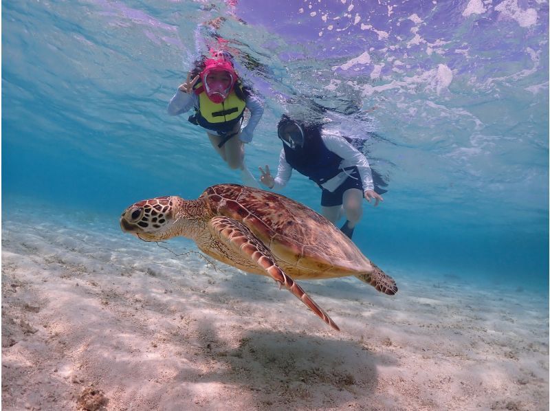 [Private, one-group reservation system] Encounter rate is currently at 100%! Beach snorkeling where you can swim with sea turtles! Free high-quality photo data is available as a gift!の紹介画像