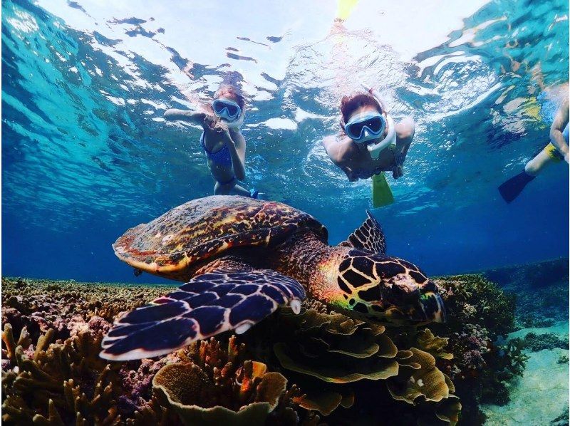 [Private, one-group reservation system] Encounter rate is currently at 100%! Beach snorkeling where you can swim with sea turtles! Free high-quality photo data is available as a gift!の紹介画像