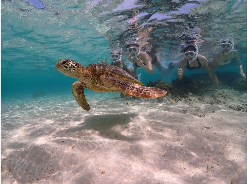 [Private, one-group reservation system] Encounter rate is currently at 100%! Beach snorkeling where you can swim with sea turtles! Free high-quality photo data is available as a gift!の紹介画像