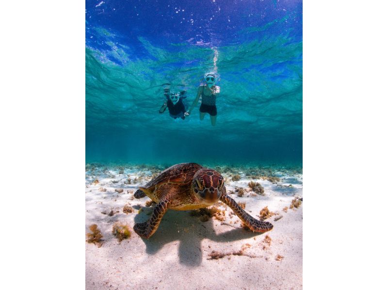 [Private, one-group reservation system] Encounter rate is currently at 100%! Beach snorkeling where you can swim with sea turtles! Free high-quality photo data is available as a gift!の紹介画像