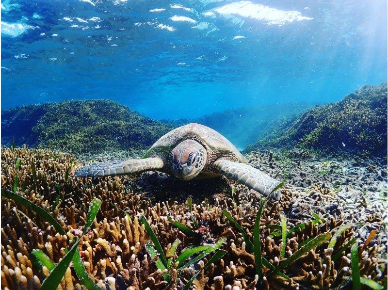 [Private, one-group reservation system] Encounter rate is currently at 100%! Beach snorkeling where you can swim with sea turtles! Free high-quality photo data is available as a gift!の紹介画像