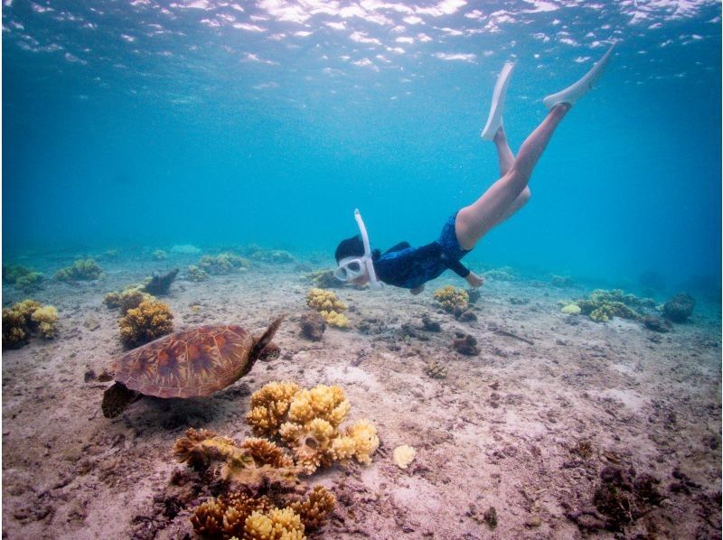 [Private, one-group reservation system] Encounter rate is currently at 100%! Beach snorkeling where you can swim with sea turtles! Free high-quality photo data is available as a gift!の紹介画像