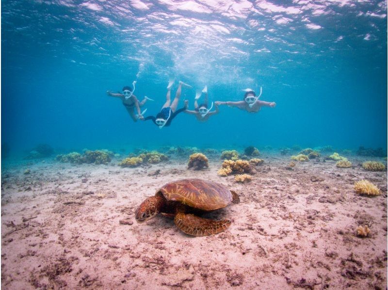 [Private, one-group reservation system] Encounter rate is currently at 100%! Beach snorkeling where you can swim with sea turtles! Free high-quality photo data is available as a gift!の紹介画像