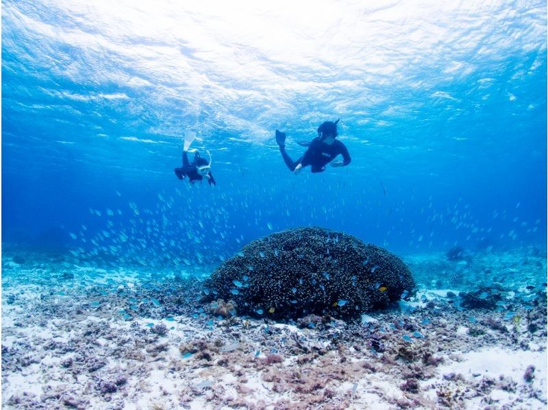 [Private, one-group reservation system] Encounter rate is currently at 100%! Beach snorkeling where you can swim with sea turtles! Free high-quality photo data is available as a gift!の紹介画像