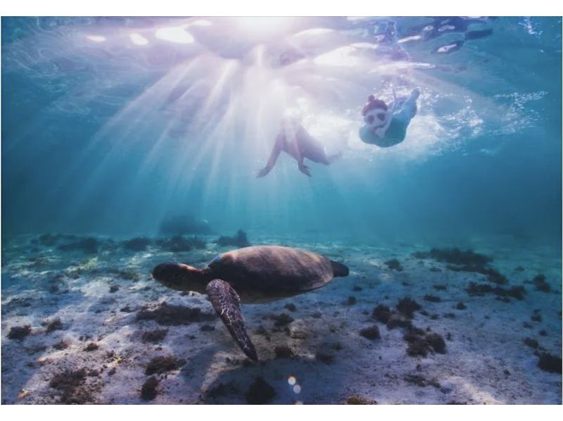 [Private tour for 1 group] SUP & Sea Turtle Snorkelingの紹介画像