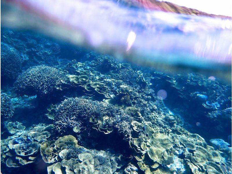 [Okinawa / Miyakojima] With a nice transfer! Abundant points ♪ Let's go to see a lot of tropical fish and coral with peace of mind even for beginners ♪ Snorkel tour ♪の紹介画像