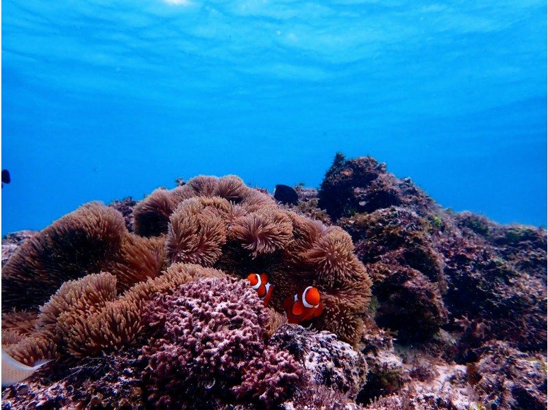 [Okinawa / Miyakojima] With a nice transfer! Abundant points ♪ Let's go to see a lot of tropical fish and coral with peace of mind even for beginners ♪ Snorkel tour ♪の紹介画像