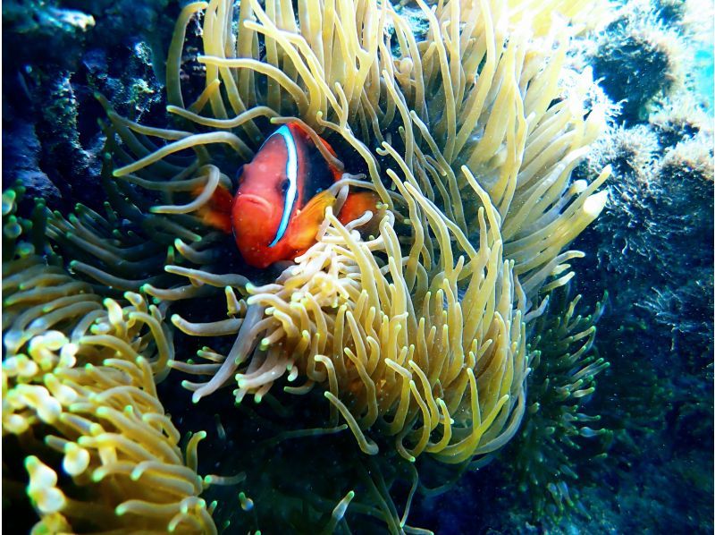 [Okinawa / Miyakojima] With a nice transfer! Abundant points ♪ Let's go to see a lot of tropical fish and coral with peace of mind even for beginners ♪ Snorkel tour ♪の紹介画像