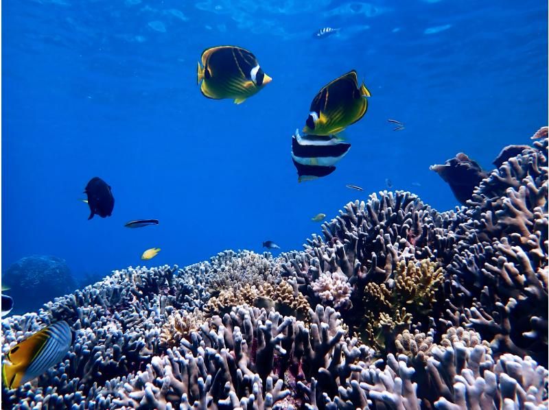 【沖縄・宮古島】嬉しい送迎付！ポイント豊富♪ 初心者も安心で沢山の熱帯魚や珊瑚を見に行こう♪シュノーケルツアー♪の紹介画像