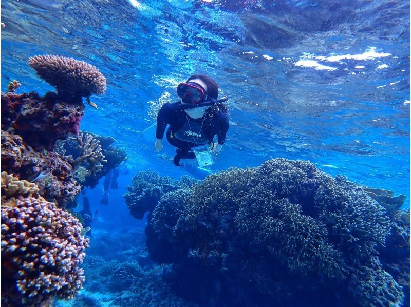 [Okinawa / Miyakojima] With a nice transfer! Abundant points ♪ Let's go to see a lot of tropical fish and coral with peace of mind even for beginners ♪ Snorkel tour ♪の紹介画像