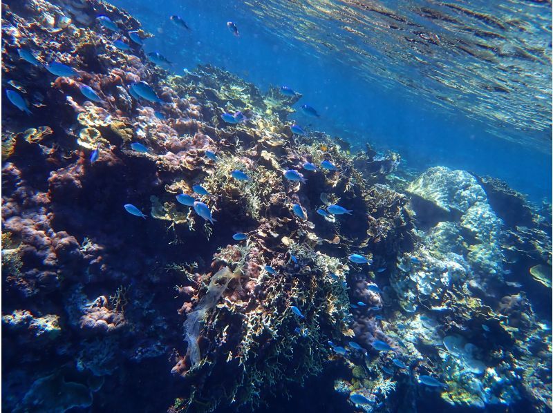 [Okinawa / Miyakojima] With a nice transfer! Abundant points ♪ Let's go to see a lot of tropical fish and coral with peace of mind even for beginners ♪ Snorkel tour ♪の紹介画像