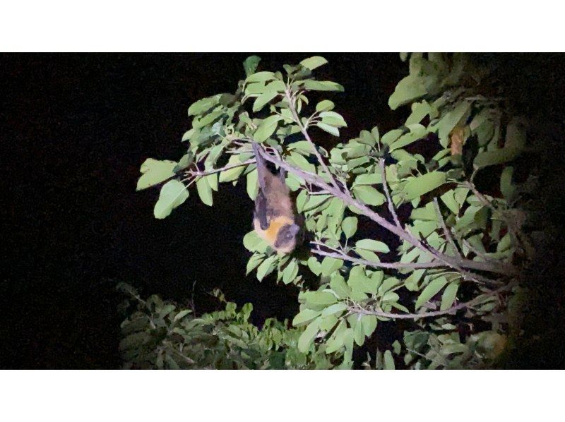 [Miyakojima] Night jungle exploration under the stars! Night Safari Tour! If you don't see any coconut crabs, you'll get a refund! No additional fees & full refund guarantee ★ Free photo service includedの紹介画像