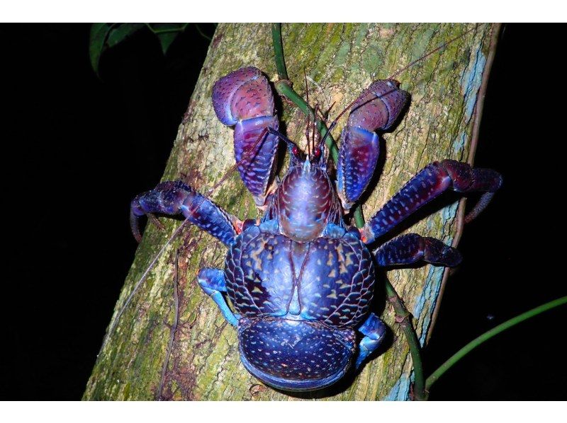 [Miyakojima] Night jungle exploration under the stars! Night Safari Tour! If you don't see any coconut crabs, you'll get a refund! No additional fees & full refund guarantee ★ Free photo service includedの紹介画像